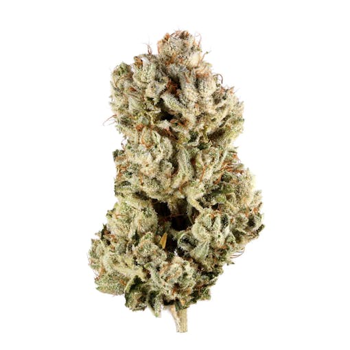 GG4 strain image